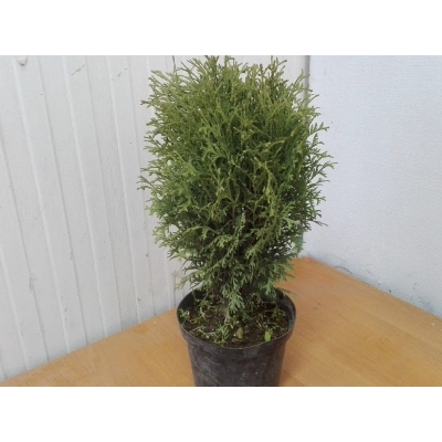 Tuja Thuja occidentalis kulka wolnorosnąca