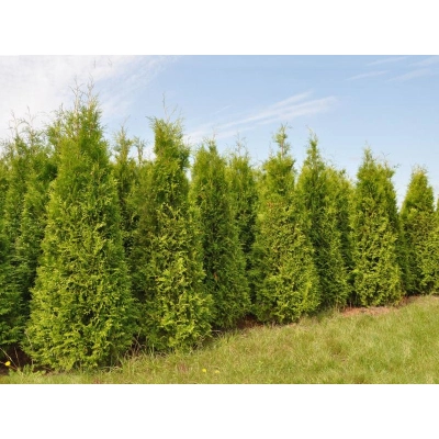 Tuja brabant Thuja occidentalis "Brabant"