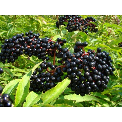 Bez czarny Sambucus nigra 'Laciniata'