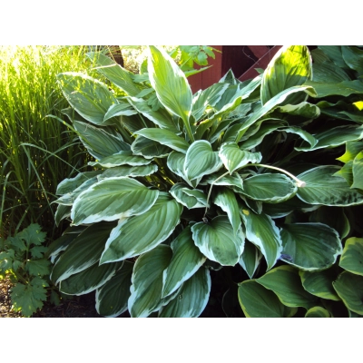 Funkia, Hosta "Patriot"
