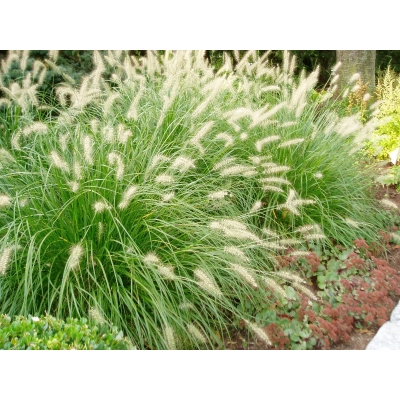 Rozplenica Pennisetum alopecuroides