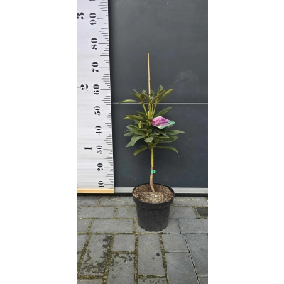 Różanecznik na pniu Rhododendron 