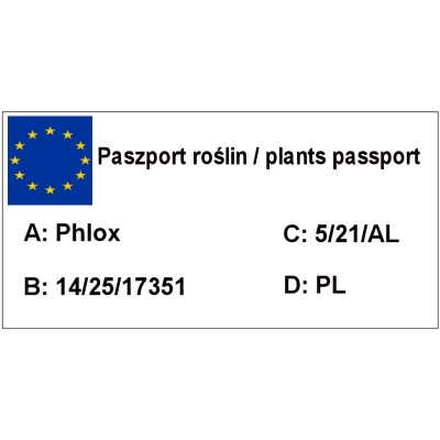 Floks Różowy