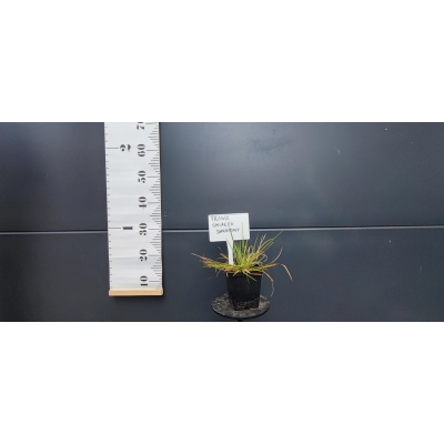 Śmiałek darniowy Deschampasia cespitosa donica P9