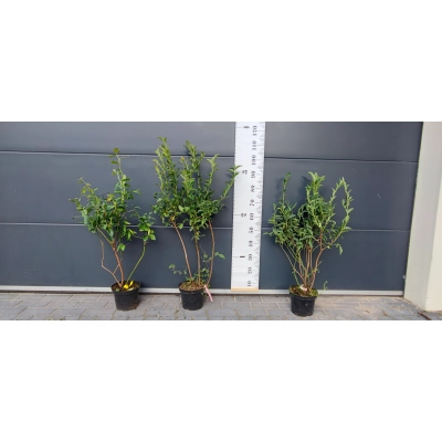 Borówka amerykańska Vaccinium corymbasa 'Chipeewa' Sadzonka 5 Letnia