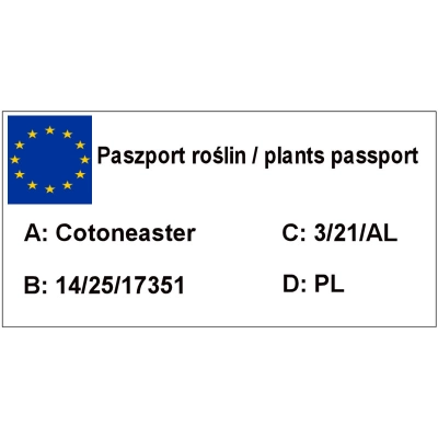 Irga Cotoneaster Dammera Major