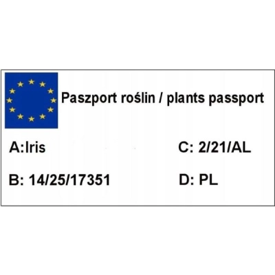 Irys, Kosacies 'Iris ppseudacorus' Flore Piano