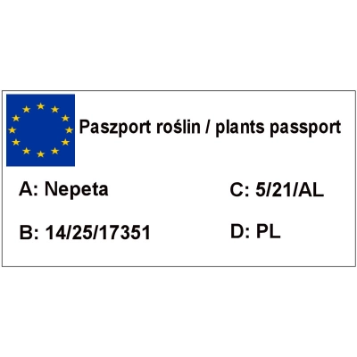 Kocimiętka Nepeta