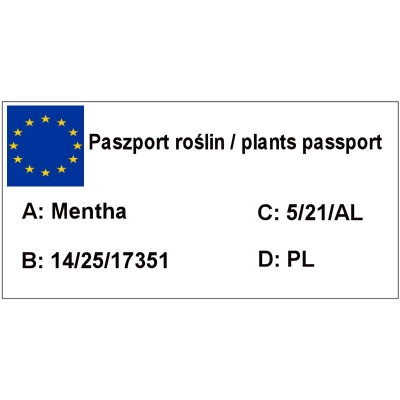 Mięta Pieprzowa  Mentha × piperita