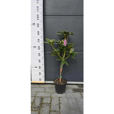 Różanecznik na pniu Rhododendron 