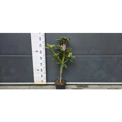 Różanecznik na pniu Rhododendron 