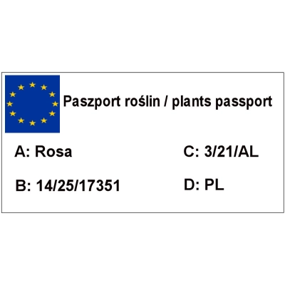 Róża Okrywowa Rosa 