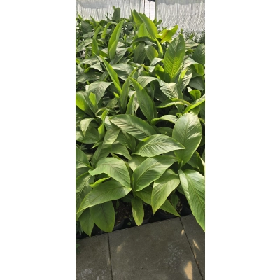 Bananowiec MUSA BASJOO