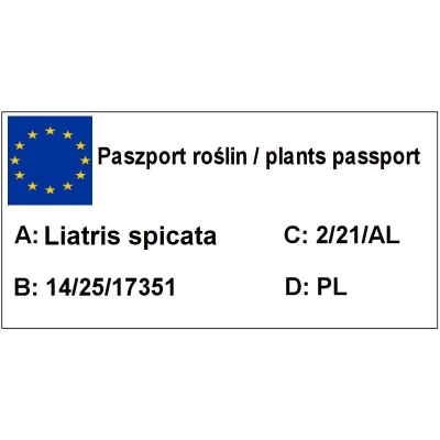 Liatra Kłosowa Miododajna - Fioletowa