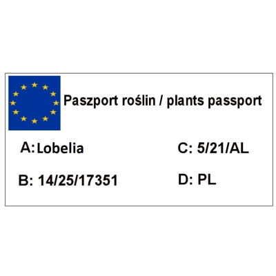 Lobelia Czerwona