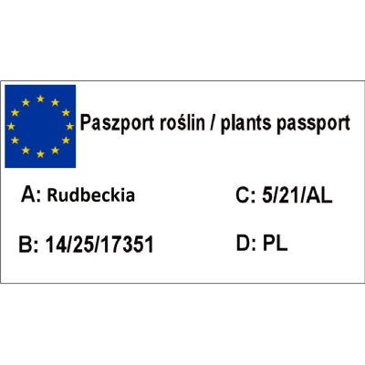 Rudbekia 'Rudbeckia' Goldsturm