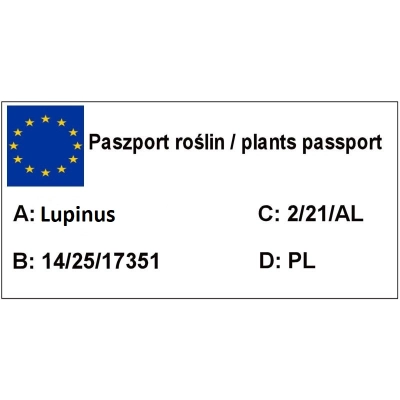 Łubin Ogrodowy  