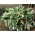Funkia, Hosta 