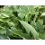 Funkia, Hosta "Aureo marginata'
