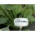 Funkia, Hosta 