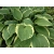 Funkia, Hosta 
