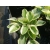 Funkia, Hosta "Brim cup'
