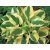 Funkia, Hosta 