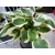 Funkia, Hosta 