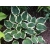 Funkia, Hosta 
