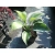Funkia, Hosta 