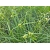 Trawa Carex Grayi