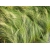 Trawa Stipa tenuifolia- ostnica mocna donica P9
