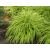 Trawa All Gold- Hakonechloa smukła 'All Gold