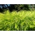 Trawa All Gold- Hakonechloa smukła 'All Gold