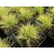 Trawa Golden Taupee