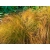 Trawa Prairie Fire –turzyca ceglasta
