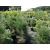 Sosna czarna szczepiona Pinus Green Tower