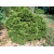 Swierk pospolity Picea Maxwelli