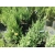 Jałowiec chiński Juniperus ‘Stricta Variegata’