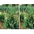 Jałowiec chiński Juniperus ‘Stricta Variegata’