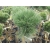 Sosna czarna szczepiona na pniu ‘Pinus nigra Cebenesis’