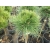 Sosna czarna szczepiona na pniu Pinus nigra Brapa