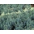 Andromeda polifolia 'Blue Ice