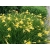 Lilowiec Punch Yellow