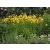 Lilowiec Punch Yellow