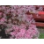 Klon palmowy 'Butterfly'