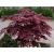 Klon palmowy 'Butterfly'