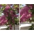 Robinia akacjowa szczepiona na pniu