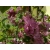 Robinia akacjowa szczepiona na pniu