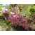 Robinia akacjowa szczepiona na pniu